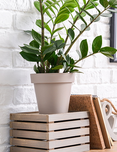 Des plantes pour une touche naturelle